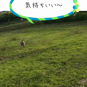 ドックランの画像