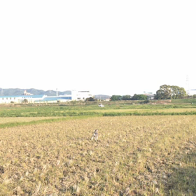 田植え前にモモドックランの画像