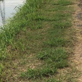 犬と歩くと何かを発見‼️の画像