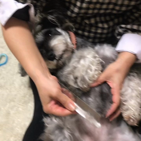 モモきれいきれいの画像