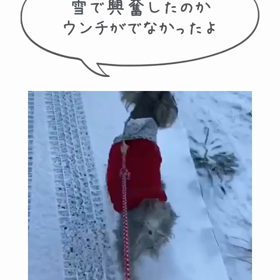 雪の影響・モモの画像