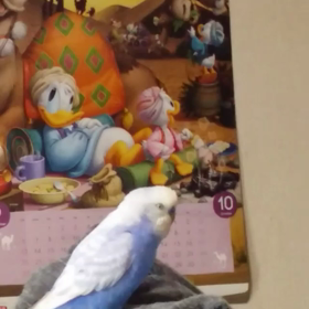 Qooちゃんがお空に、、、の画像