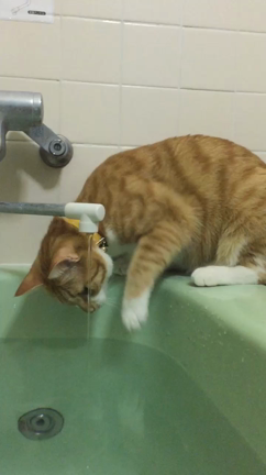 2月22日は猫の日！の記事動画
