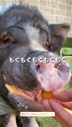 3年目の記事動画