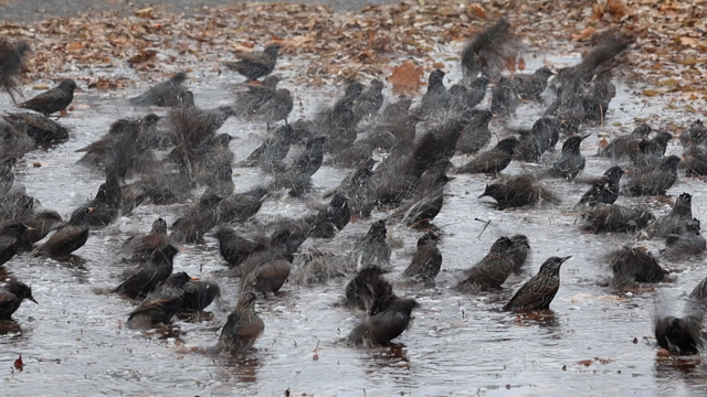 ホシムクドリ(European Starling)の群れの記事動画