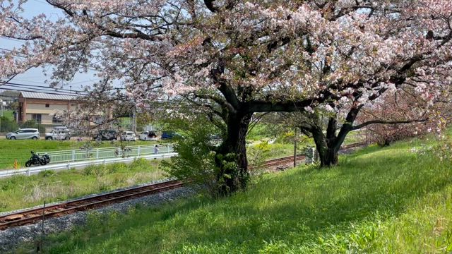 荒川大麻生公園探鳥会2024.4.14.の記事動画