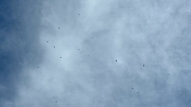 山本山高原タカの渡り 2026.9.18. (その2)の記事動画
