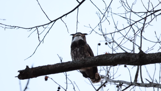 アメリカワシミミズク(Great-horned Owl)の記事動画