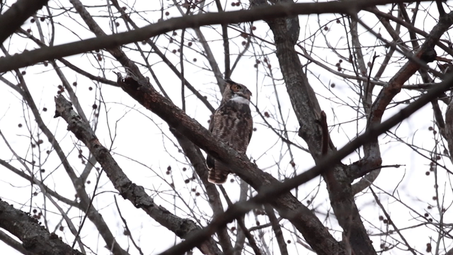 アメリカワシミミズク(Great-horned Owl)の記事動画