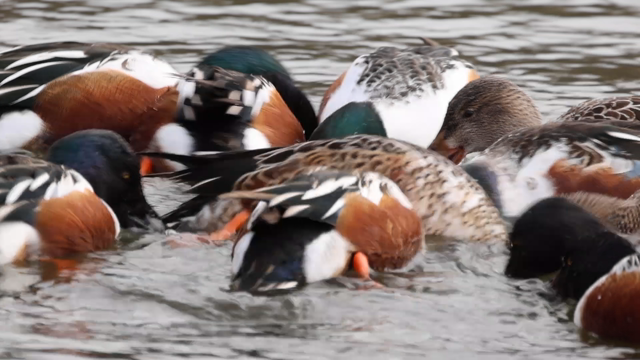 ハシビロガモ (Northern Shoveler)の記事動画