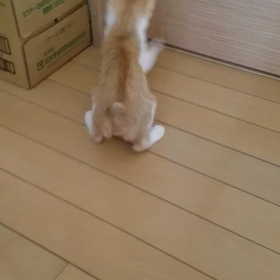 ゆうんちの画像