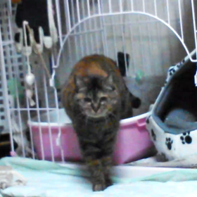 花ちゃんの動画の画像